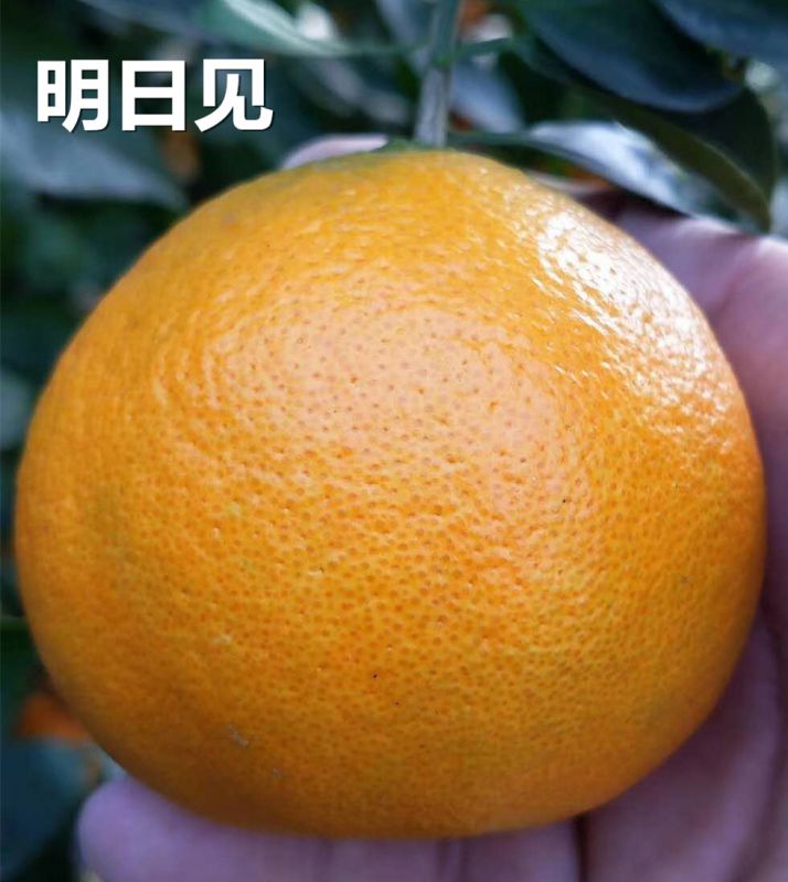 新柑橘品种明日见柑橘种植条件树人公司提供明日见柑橘种植技术3