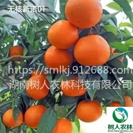 果树 无核新诺柑橘苗签订合同纯度保证