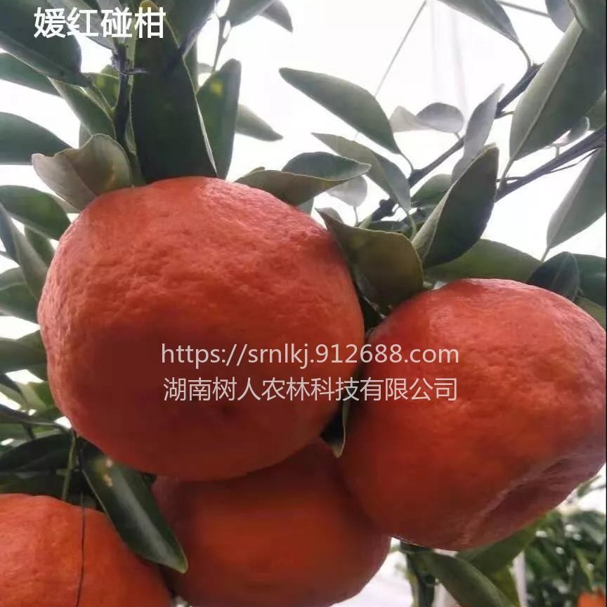 果树 柑橘新品种媛红椪柑苗媛红椪柑杯苗签订合同纯度保证