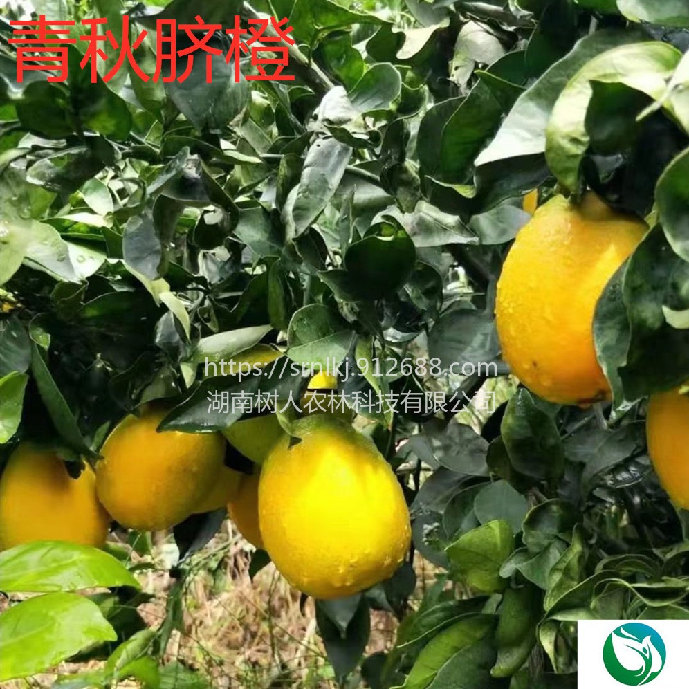 果树 早熟脐橙品种青秋脐橙苗签订合同纯度保证6