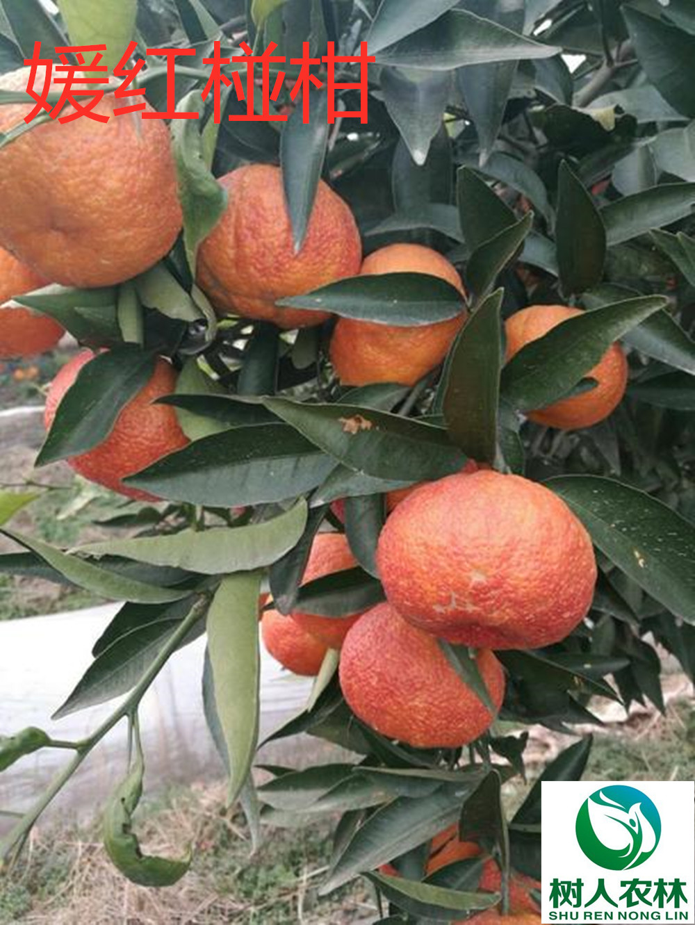 果树 柑橘新品种媛红椪柑苗媛红椪柑杯苗签订合同纯度保证6