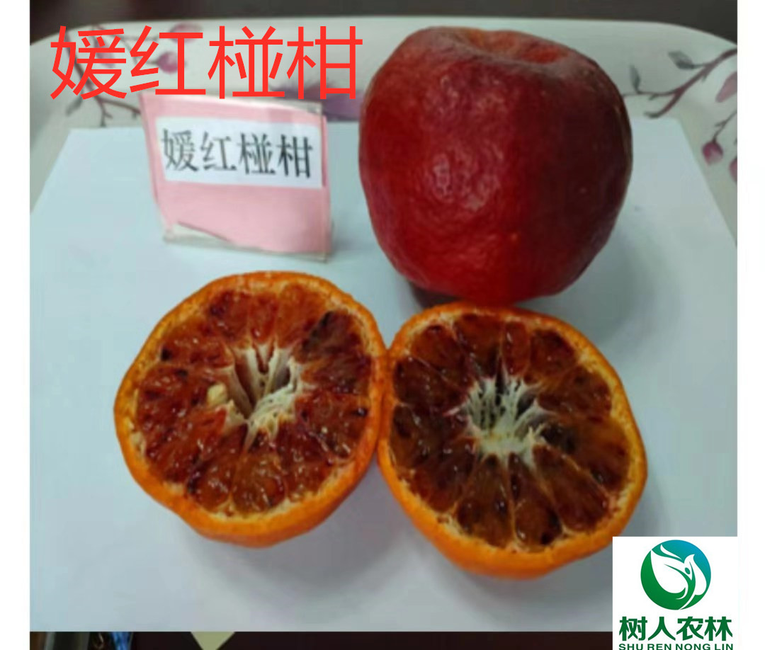 果树 柑橘新品种媛红椪柑苗媛红椪柑杯苗签订合同纯度保证5