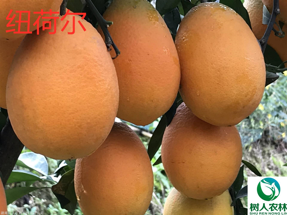 果树 脐橙优选品种纽荷尔脐橙苗纽荷尔脐橙杯苗签订合同纯度保证5