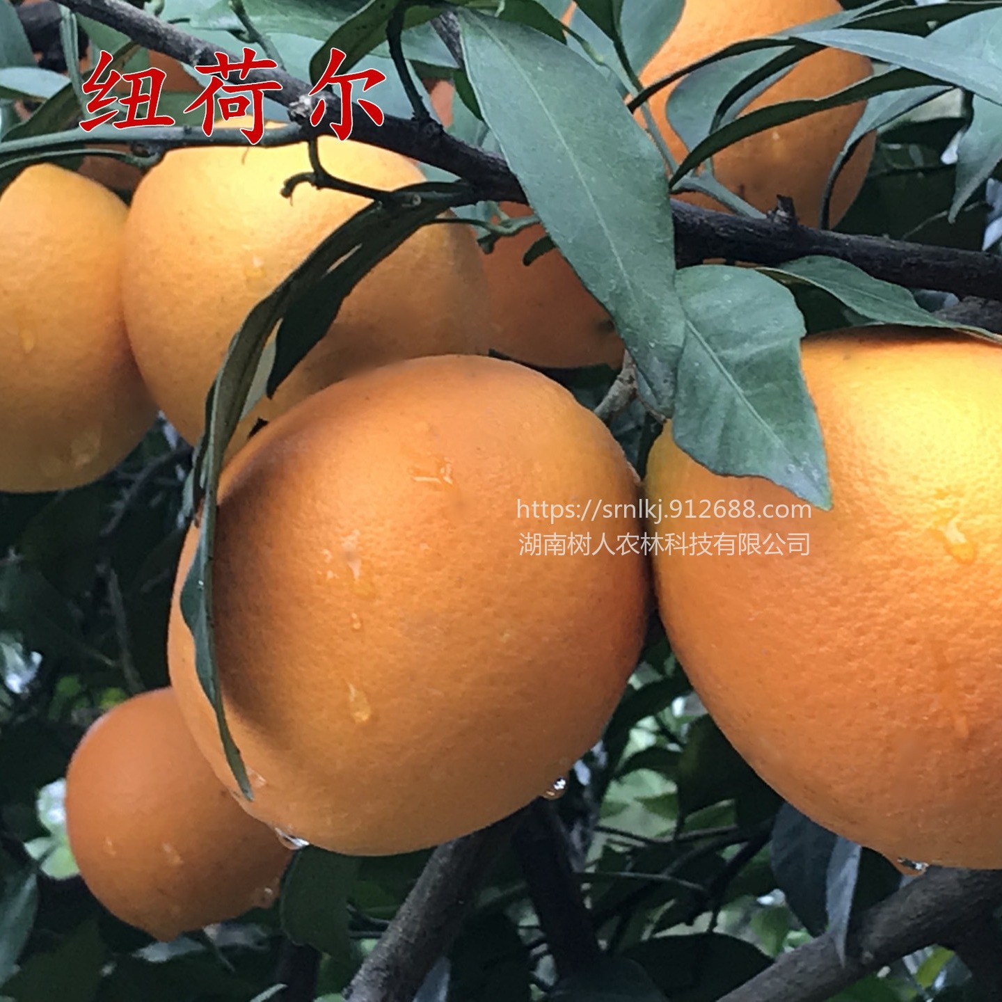 果树 脐橙优选品种纽荷尔脐橙苗纽荷尔脐橙杯苗签订合同纯度保证