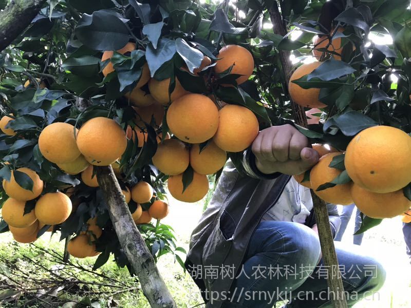 水果种子、种苗 褚橙的种植方法冰糖橙苗木正宗3