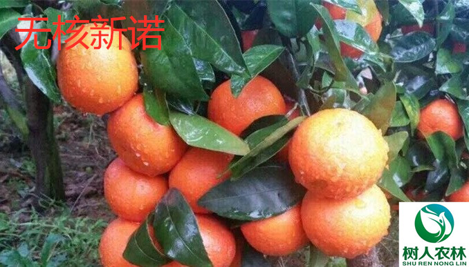 果树 无核新诺柑橘苗签订合同纯度保证3