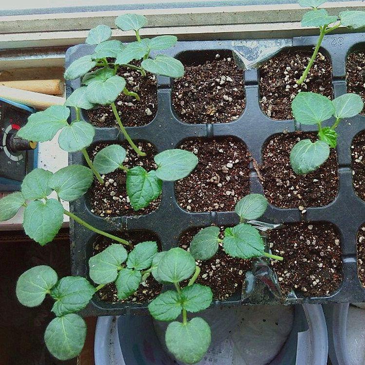 蔬菜种子 秋播室外室内阳台盆栽 红秋葵种子 黄秋葵 四季易种菜籽2