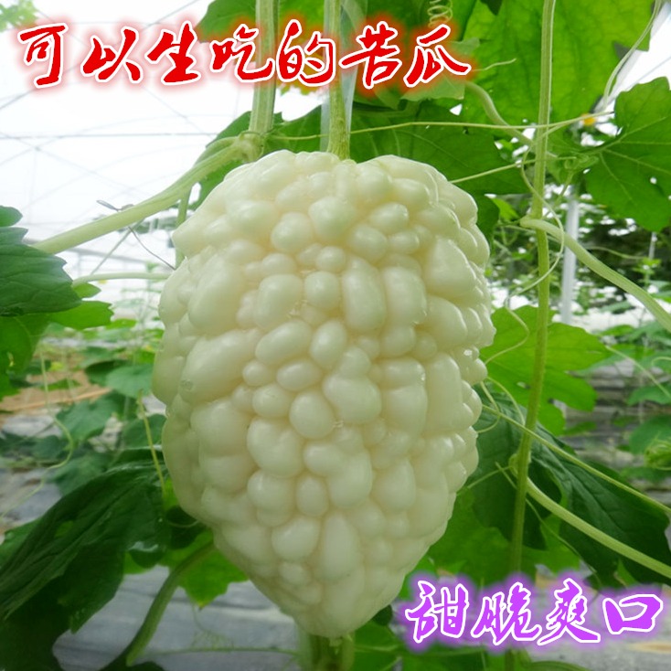 台湾苹果苦瓜种子 蔬菜种子、种苗