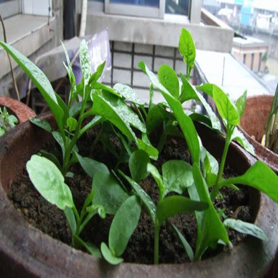 木耳菜种子 蔬菜种子、种苗 阳台蔬菜种子 大叶木耳菜种子1