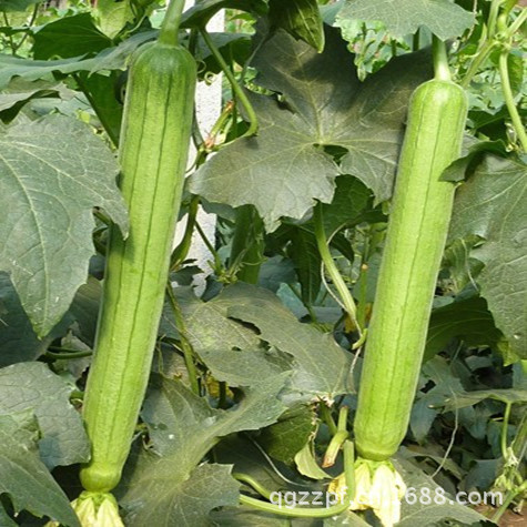 特长丝瓜种子 蔬果种子 超长丝瓜种子 巨型丝瓜种子 蔬菜种子、种苗1