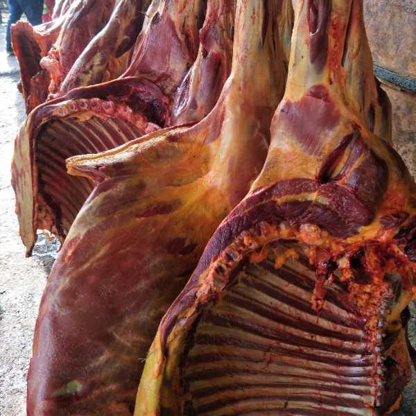 厂家促销蒙古草原现杀马肉 质量保证 进口马肉 新鲜去皮去骨大块马肉2