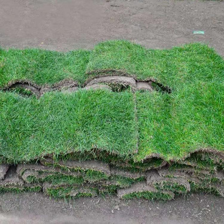 大叶油草草坪地毯 大量提供草坪 草绿化草坪