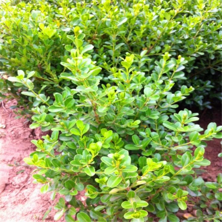 灌木 瓜子黄杨 绿化苗工程苗规格全 小叶黄杨球 盆栽绿篱小苗