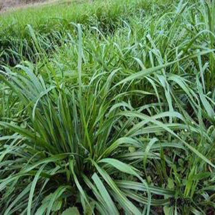 东营乔化 碱蓬种子 碱蓬草观赏草 其他种苗、种子、种球 优质耐碱植物种子2