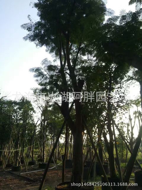 盆栽 精品凤凰木特价供应 产地直销优质园林绿化苗木3