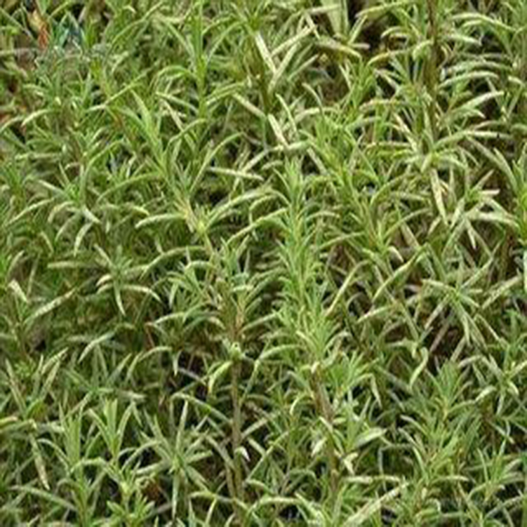 披碱草 其他种苗、种子、种球 灌木草种子批发 红色翅碱蓬 东营乔化3