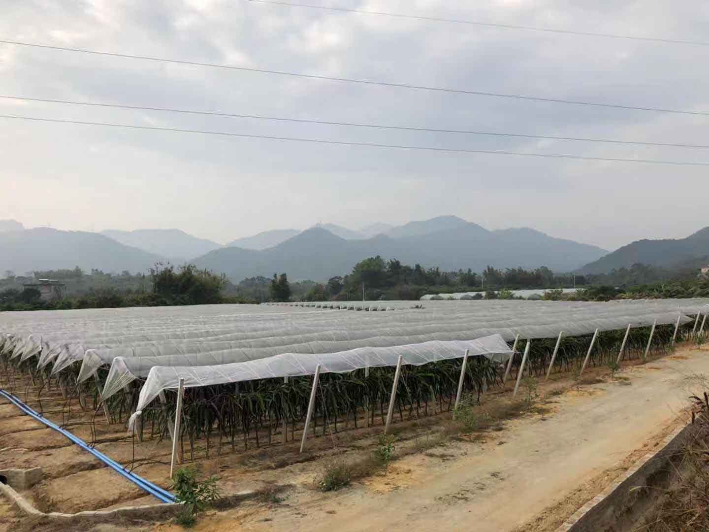 衢州火龙果种植 欢迎咨询 广州市增城大乡里果树种植供应