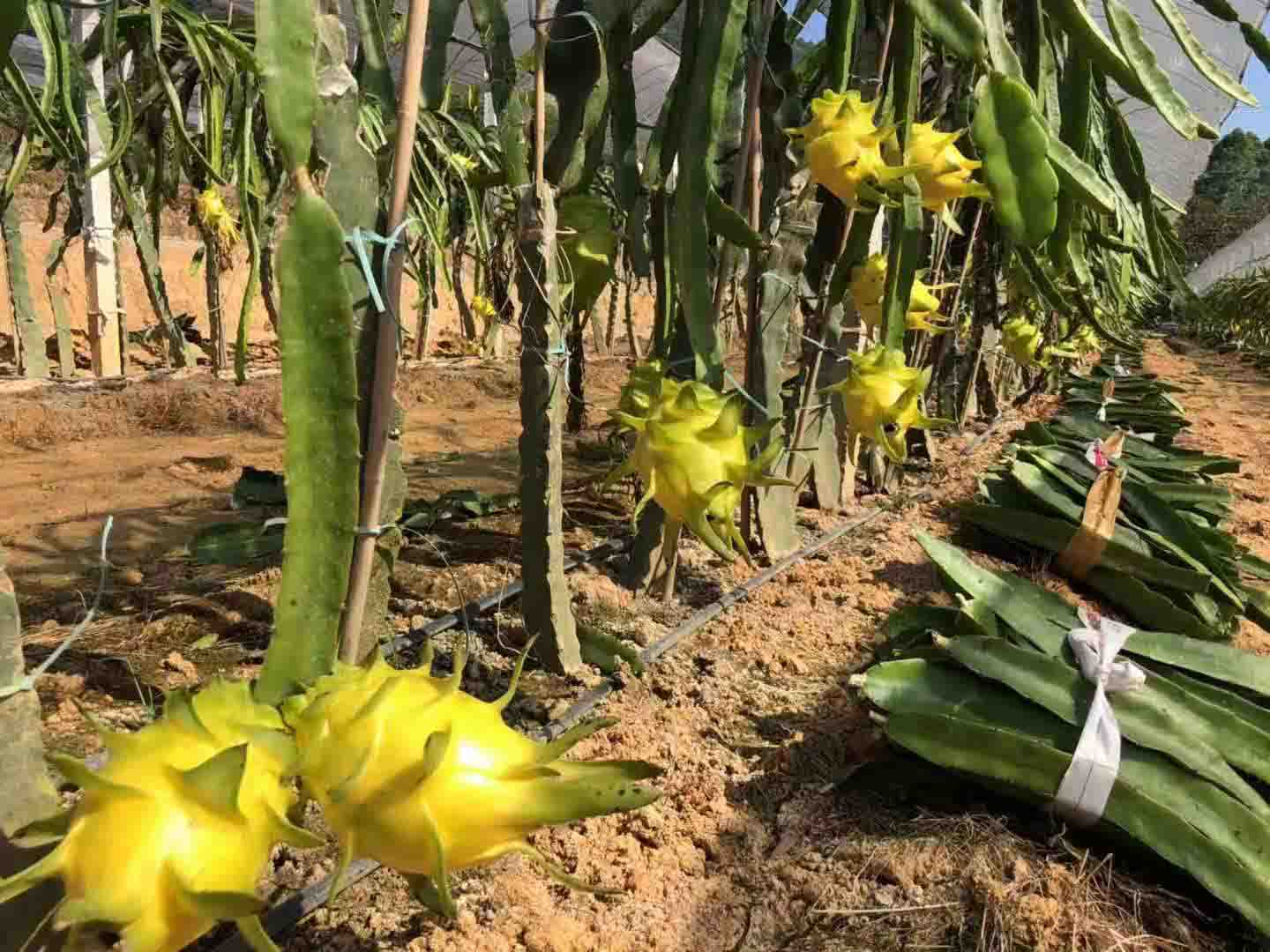 欢迎咨询 黄石黄龙果幼苗 广州市增城大乡里果树种植供应
