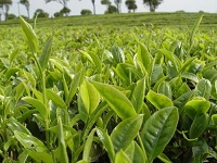 潍坊茶桃苗的好 其他园林植物 易成活的茶桃苗出售