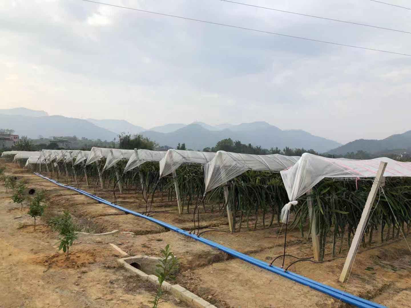 燕窝果火龙果种植辅导 欢迎来电 广州市增城大乡里果树种植供应