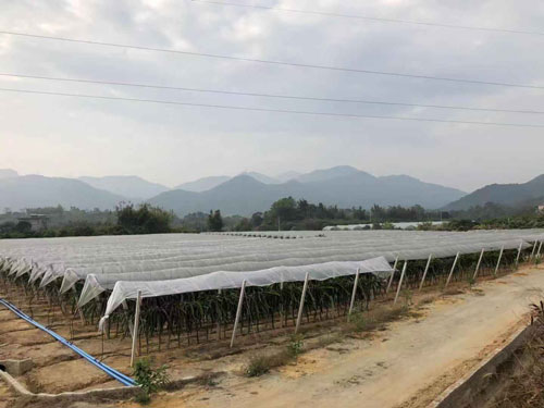 广州市增城大乡里果树种植供应 欢迎来电 莆田麒麟果苗批发