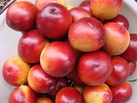 其他园林植物 鑫早红油桃批发 要买油桃就到友科果树苗木1