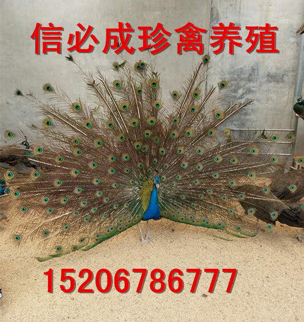 特种珍禽 优质蓝孔雀标本价格优质白孔雀标本行情优质蓝孔雀标本厂家1