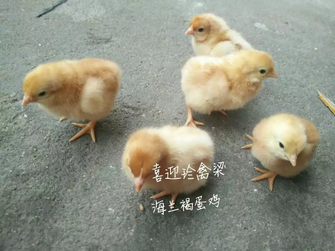 海兰褐多蛋鸡采购价 海兰褐多蛋鸡品牌供应商 动物种苗