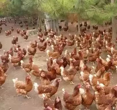 海兰褐多蛋鸡采购价 海兰褐多蛋鸡品牌供应商 动物种苗1