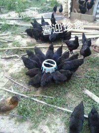 出售五黑鸡苗 动物种苗 今年的五黑鸡市场行情