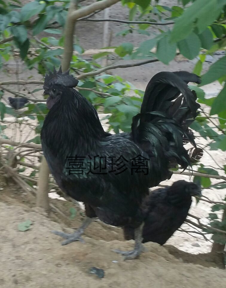 出售五黑鸡苗 动物种苗 今年的五黑鸡市场行情1