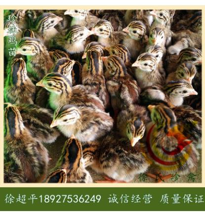 动物种苗 珍珠鸡苗-非洲珍珠鸡苗-珠鸟苗-6天一批-每批8千羽1