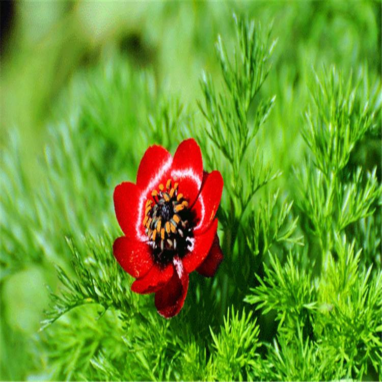 现货供应福寿花种子红色一年生草本绿植冰凌花种子园林景观花卉1