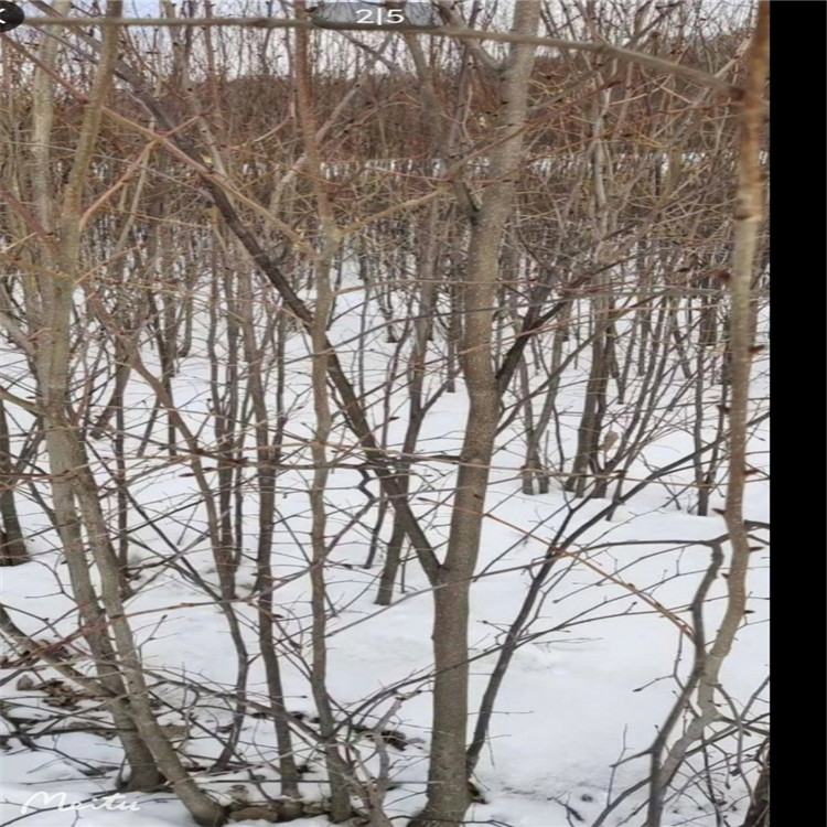 今年新採椴树种子树籽越冬埋藏催芽植株耐寒萌蘖性强 其他种苗、种子、种球2