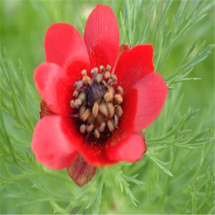 现货供应福寿花种子红色一年生草本绿植冰凌花种子园林景观花卉5