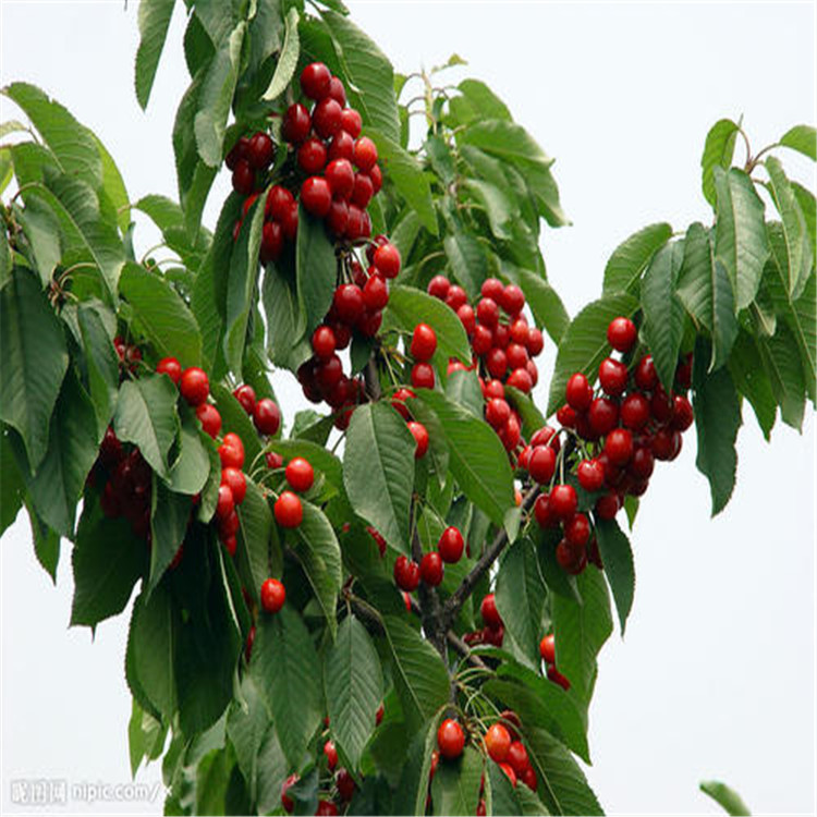 今年新採下树樱桃种子现货供应量大优惠1
