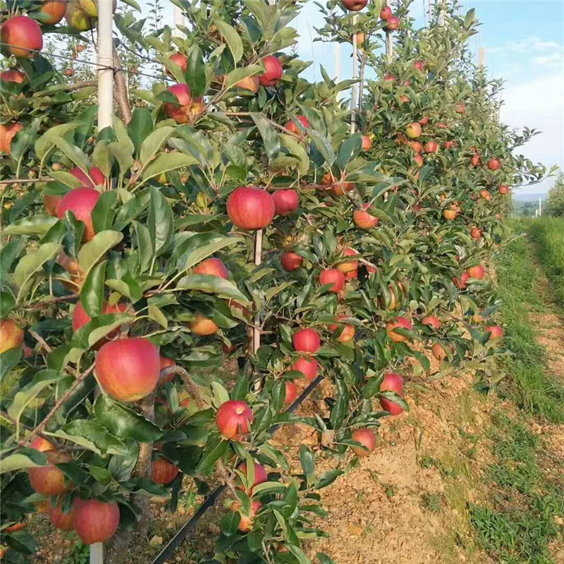 批量售卖乔化矮化树苗红富士苹果苗 基地现挖苹果苗 果树1