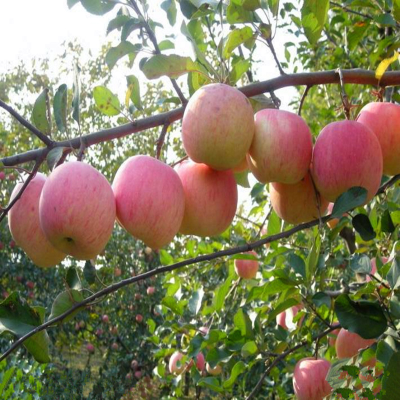 优质嫁接挂果率高苹果树苗 现货批发苹果苗 现挖现卖包成活苹果树苗3