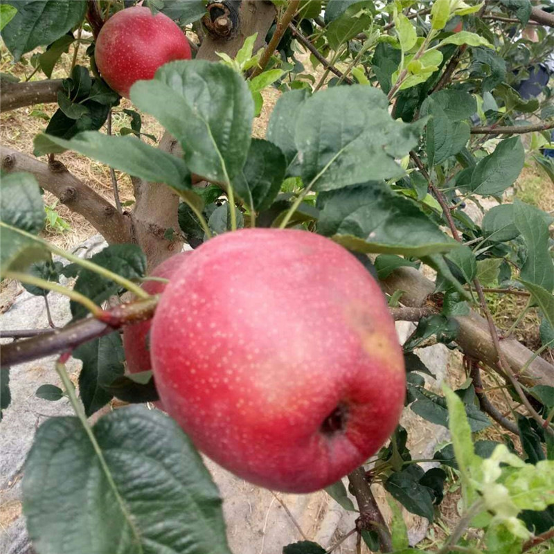 批量售卖乔化矮化树苗红富士苹果苗 基地现挖苹果苗 果树4