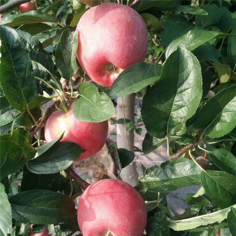 批量售卖乔化矮化树苗红富士苹果苗 基地现挖苹果苗 果树