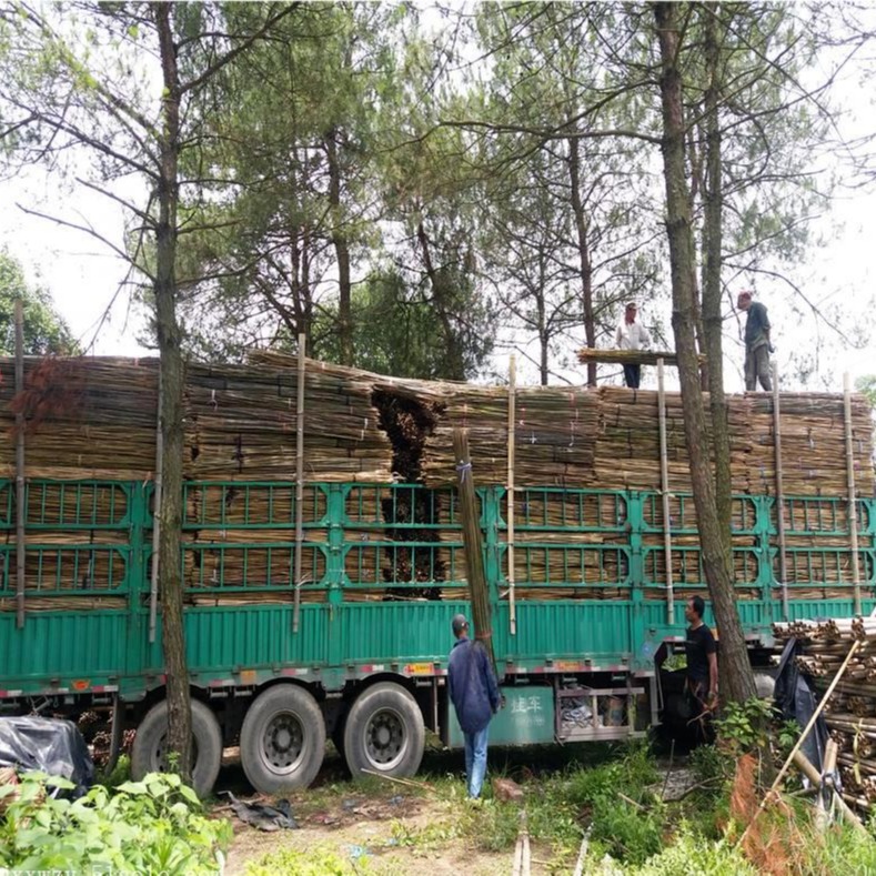 竹木、藤苇、干草 各类规格的优质江西竹竿 京西竹业供应2018年新竹竿