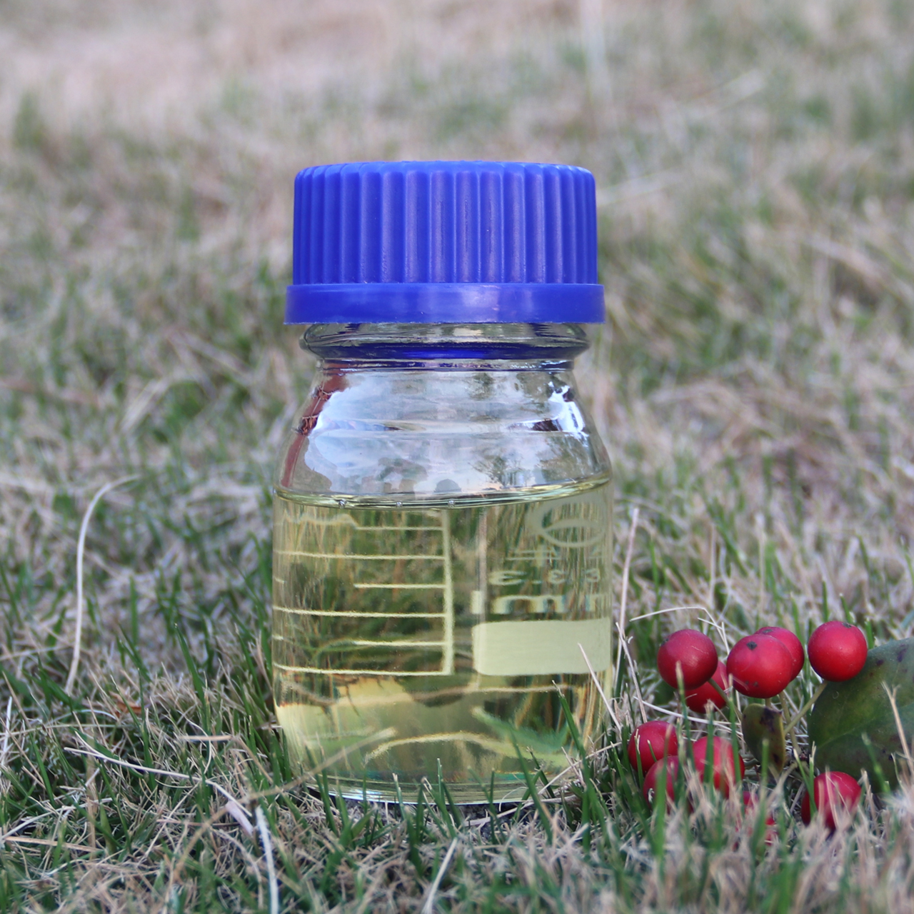 万香汇供应芳樟油芳樟树油植物精油量大价优 植物香料1