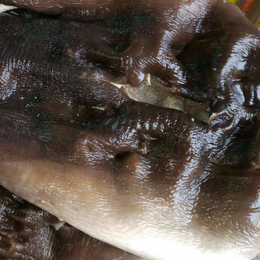 经纬水产品厂家供应直销批发餐饮酒店专用特色食材 深海 鲨鱼皮3