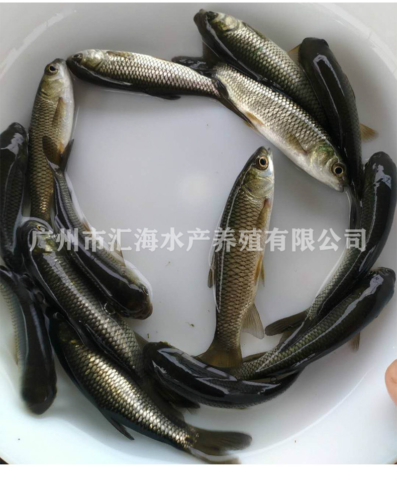 特种水产 草鱼苗供应 汇海水产-淡水鱼苗批发 优质青鱼苗出售6