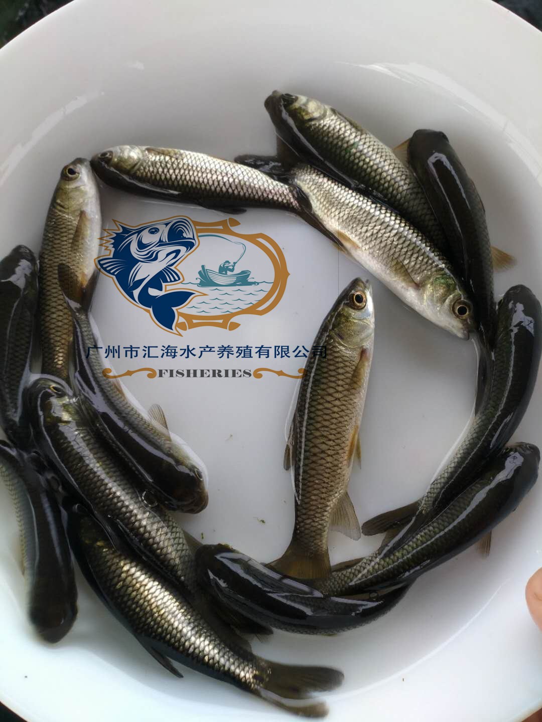 特种水产 草鱼苗供应 汇海水产-淡水鱼苗批发 优质青鱼苗出售8