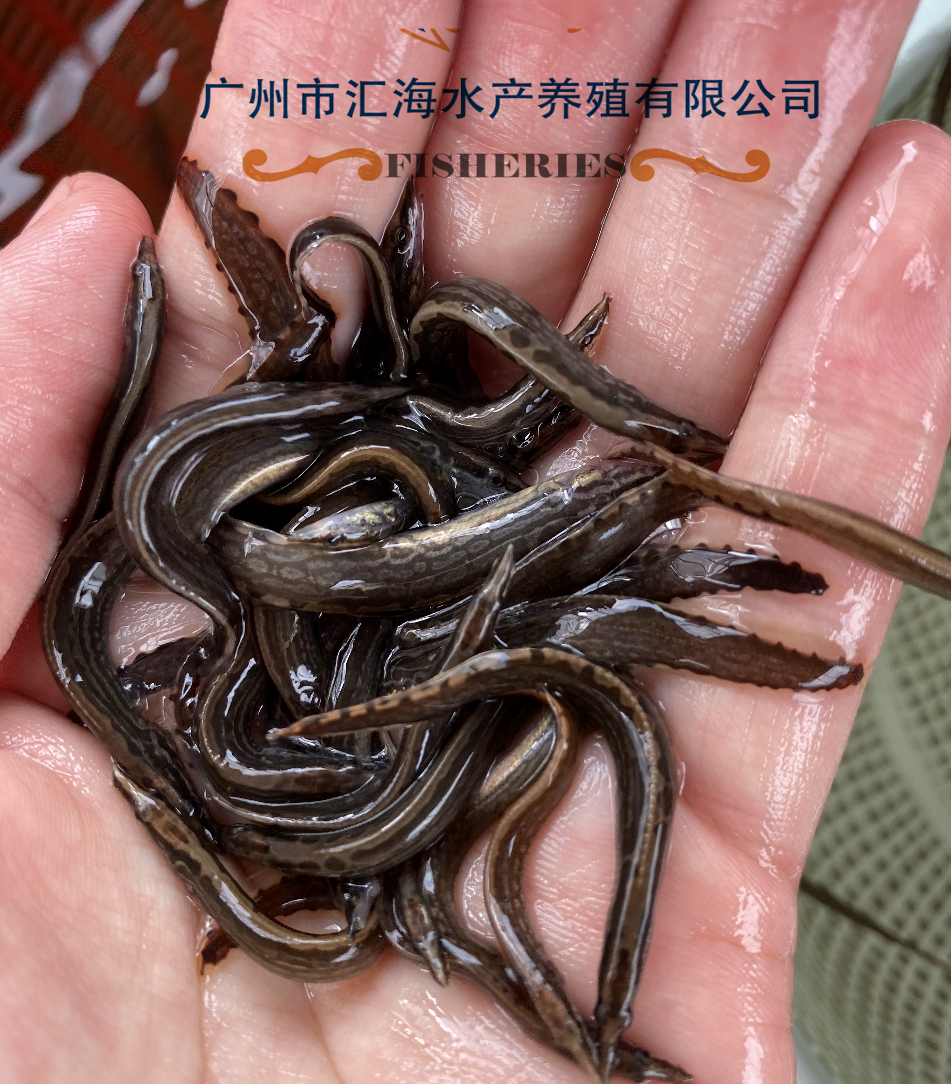 已驯化吃饲料 特种水产 中华大刺鳅鱼苗 广东渔场直销刺鳅苗2