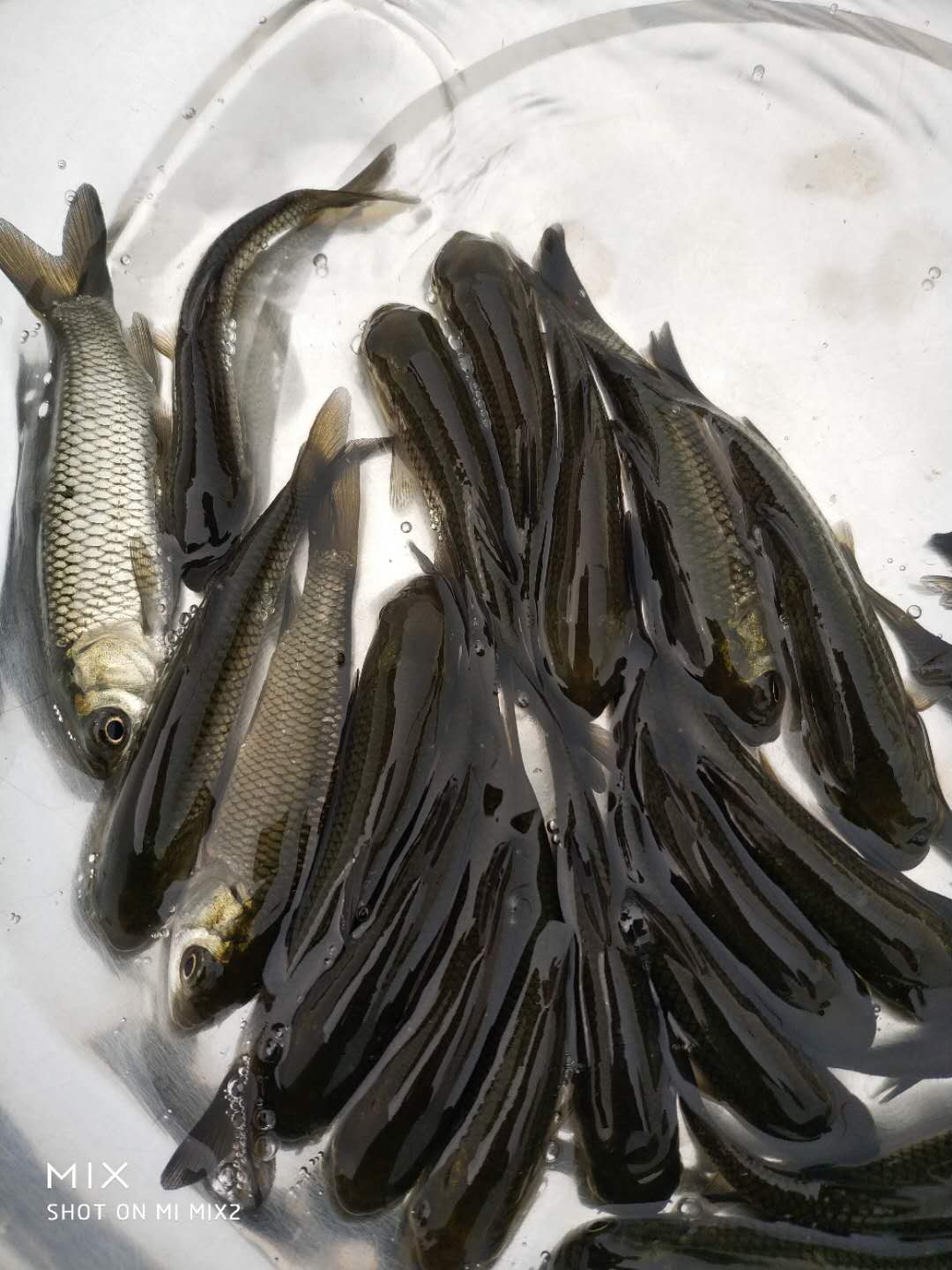 特种水产 草鱼苗供应 汇海水产-淡水鱼苗批发 优质青鱼苗出售5