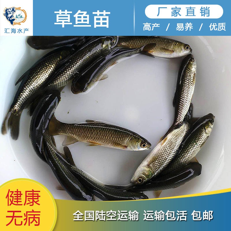 特种水产 草鱼苗供应 汇海水产-淡水鱼苗批发 优质青鱼苗出售10