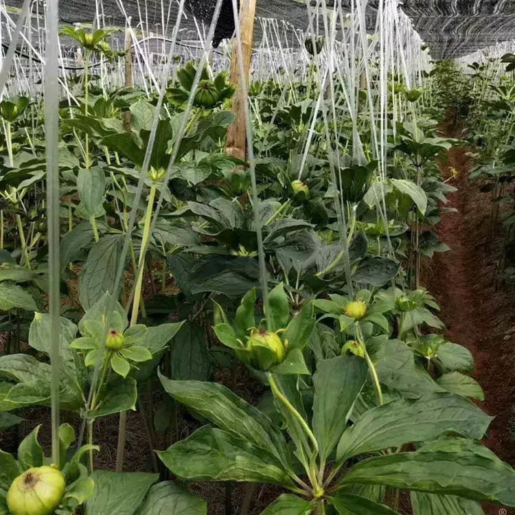 云南滇重楼种子 独角莲种子 重楼籽 基地直销 提供种植技术 七叶一枝花种子3