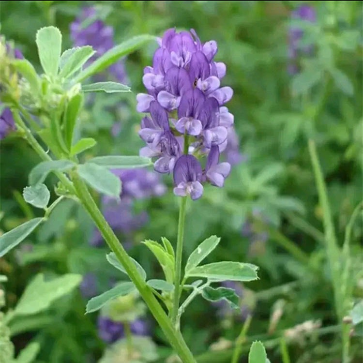 高产牧草种子 紫花苜蓿种子 其他种苗、种子、种球 厂家直销 支持